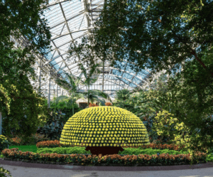 A large yellow flower in the middle of a greenhouse.